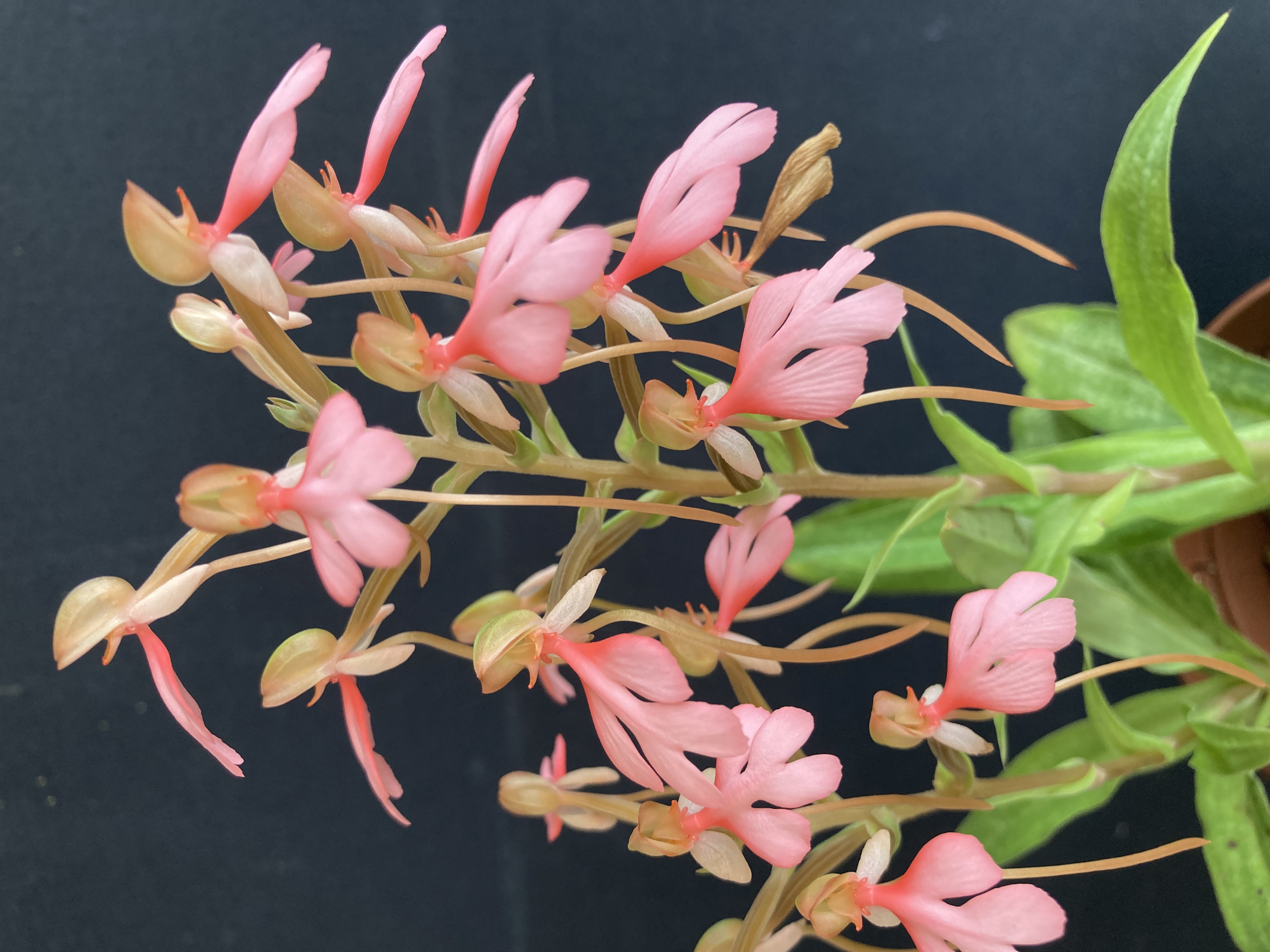 Artikkelbilde til artikkelen Habenaria carnea