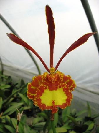 Artikkelbilde til artikkelen Høst tilbud på orkideer 2025