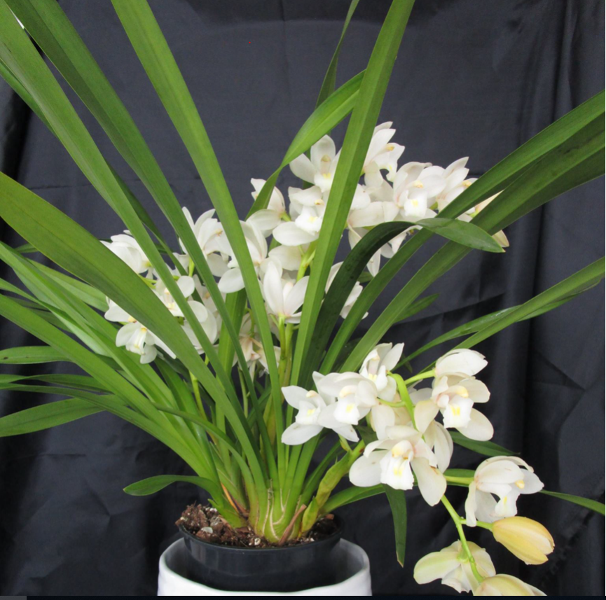 Artikkelbilde til artikkelen Medlemssalg av vekstmedium, potter og gjødsel.