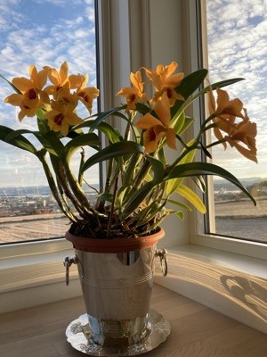 Artikkelbilde til artikkelen Mens vi venter på våren...!