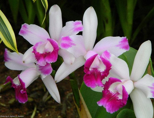 Min favorittslekt Cattleya