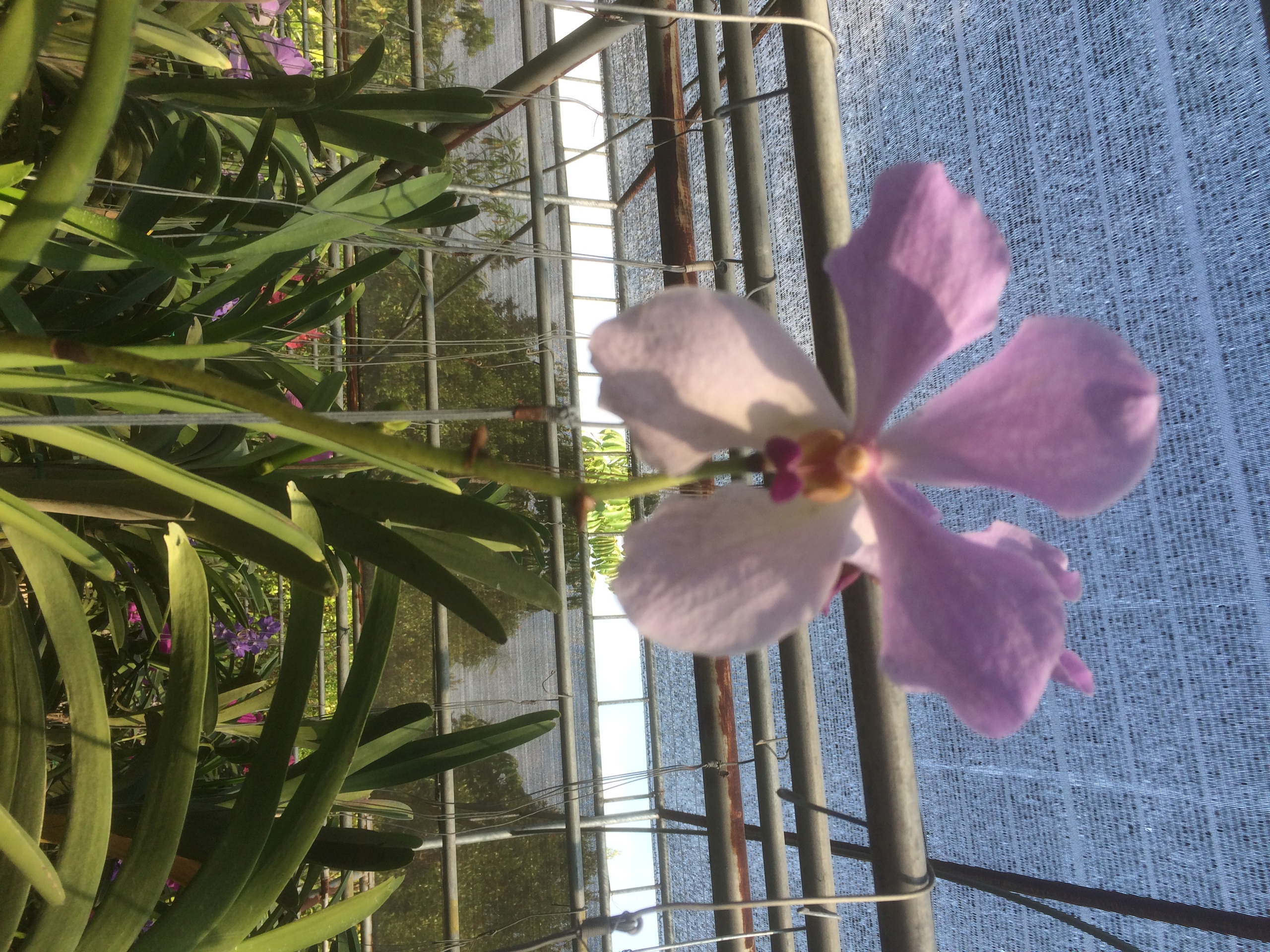 Vanda og Cattleya i Chiang Mai
