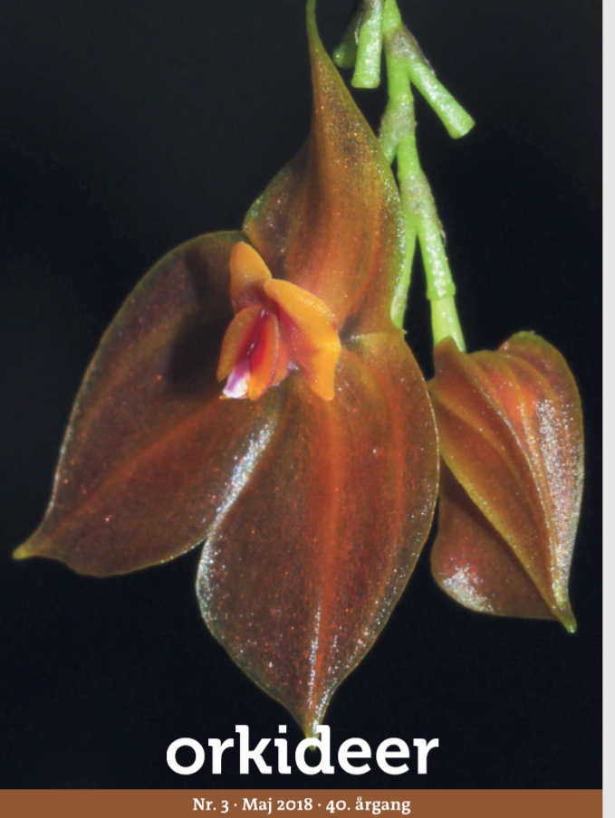 Medlemsbladet Orkideer