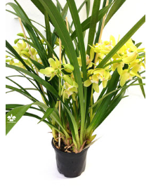 Hvordan dele Cymbidium?