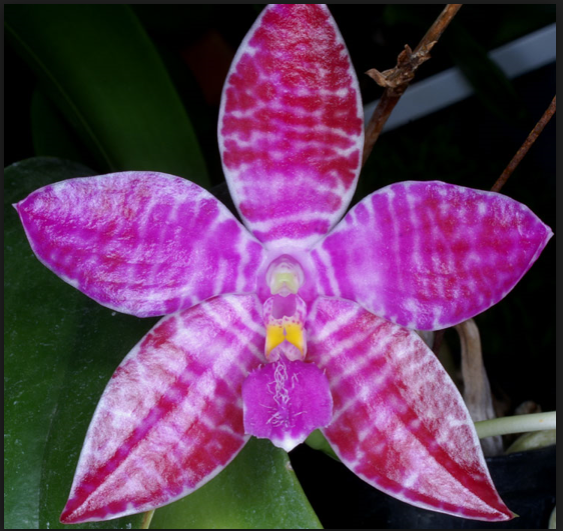 Hvorfor ikke prøve å dyrke arter av Phalaenopsis?