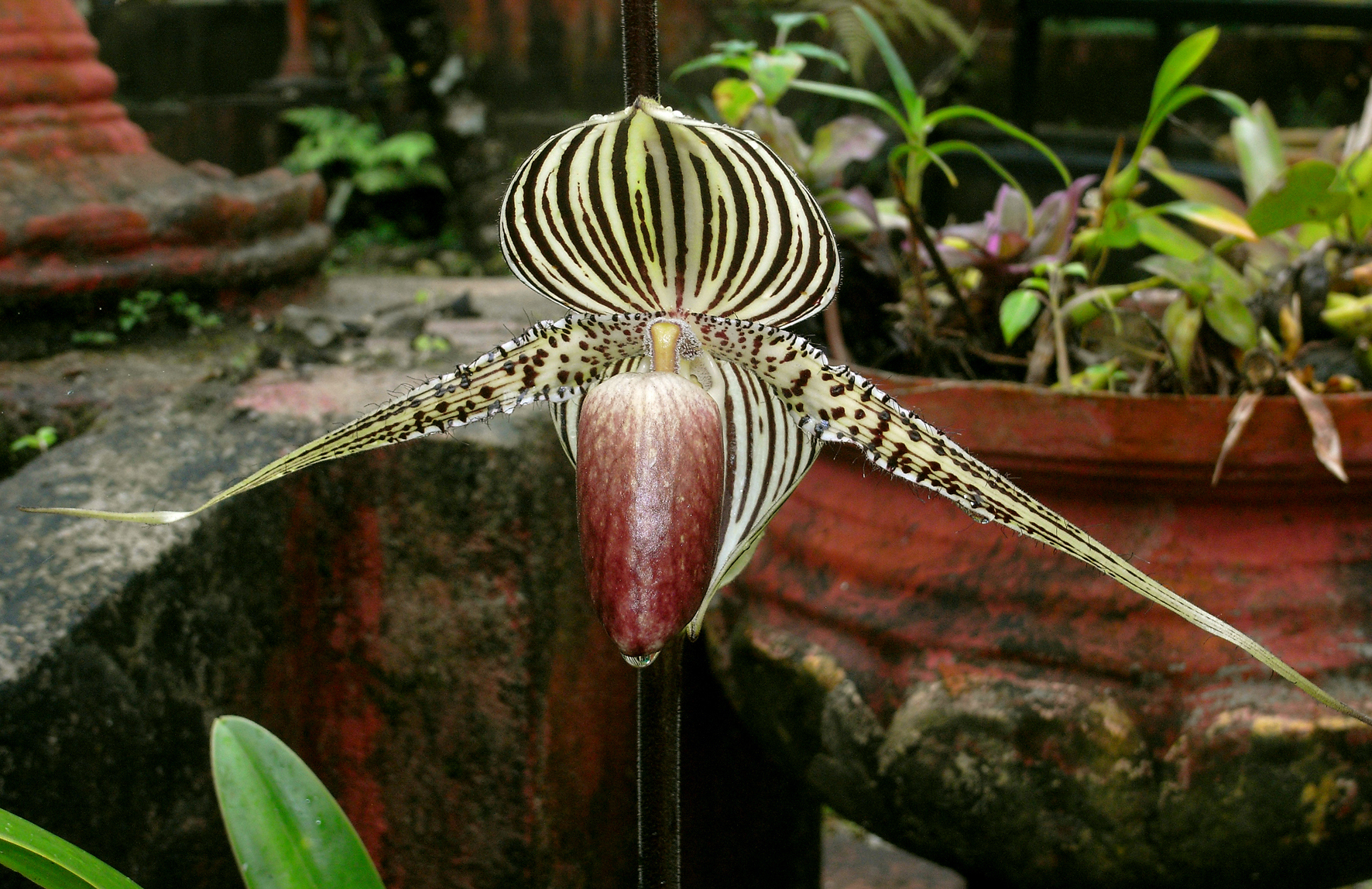Sarah gir tips om Paphiopedilum