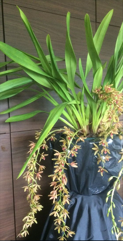 Mini Cymbidium